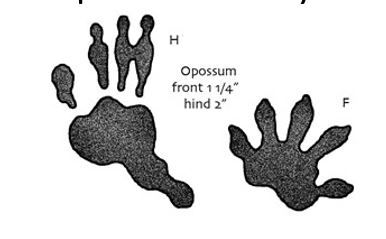 Opossum Tracks