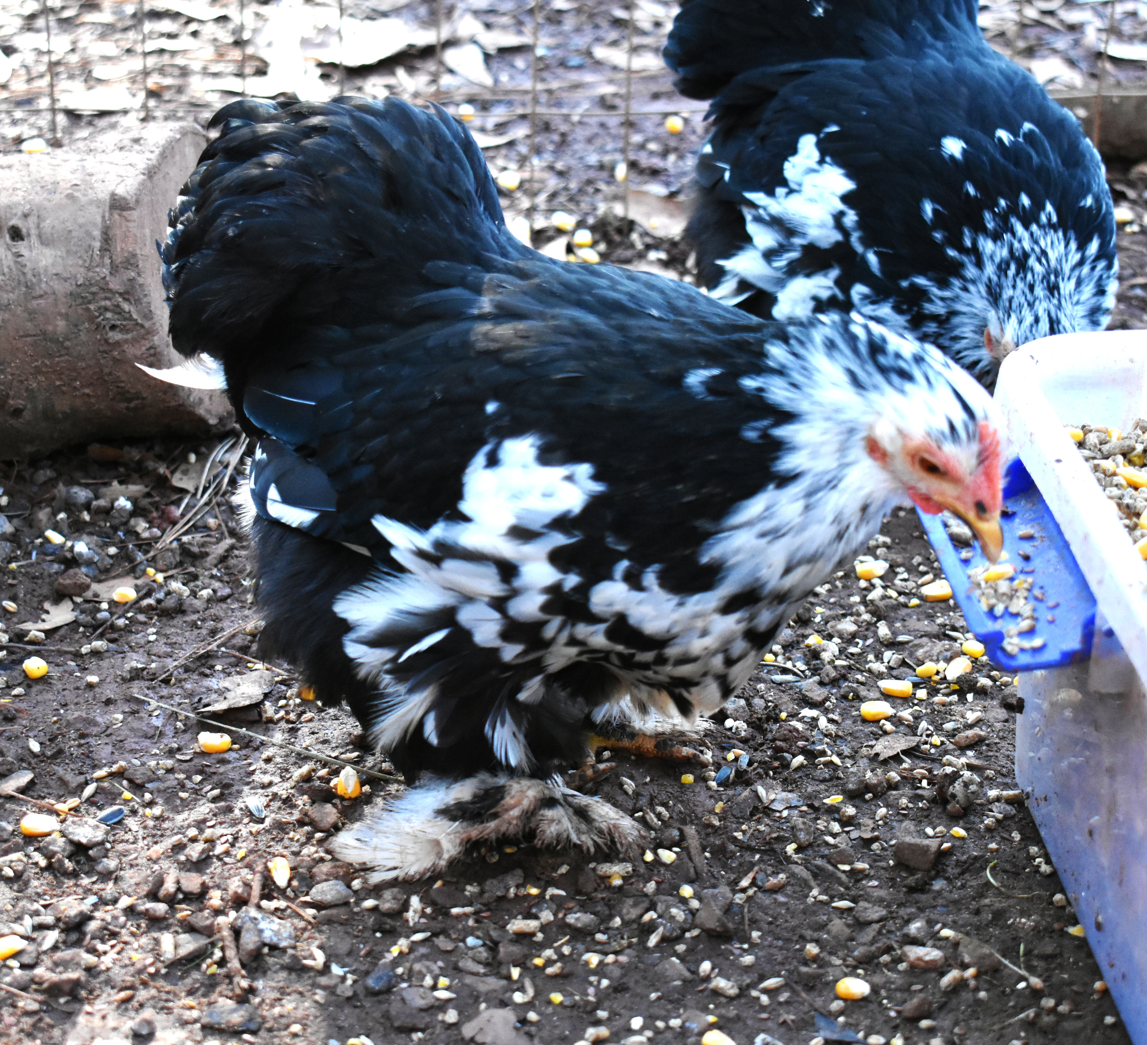 Mottled Cochin Bantam | eggwell-farm