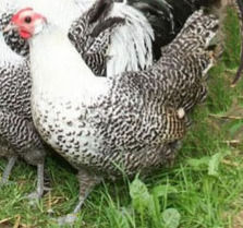 Deathlayer hen