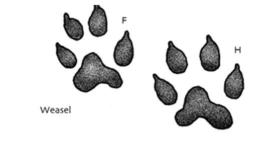 weasel tracks