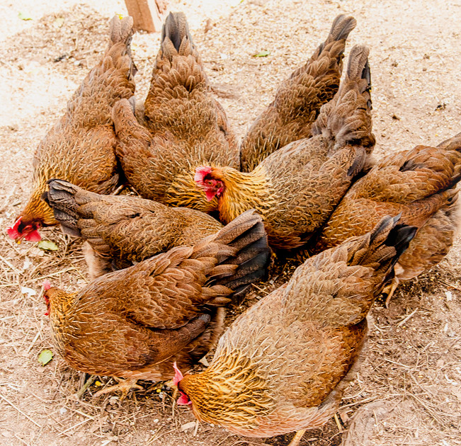 Welsummer's new feathers