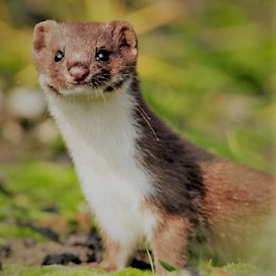 weasel