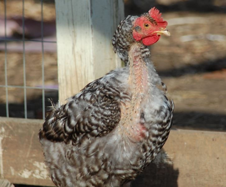 Molting their feathers
