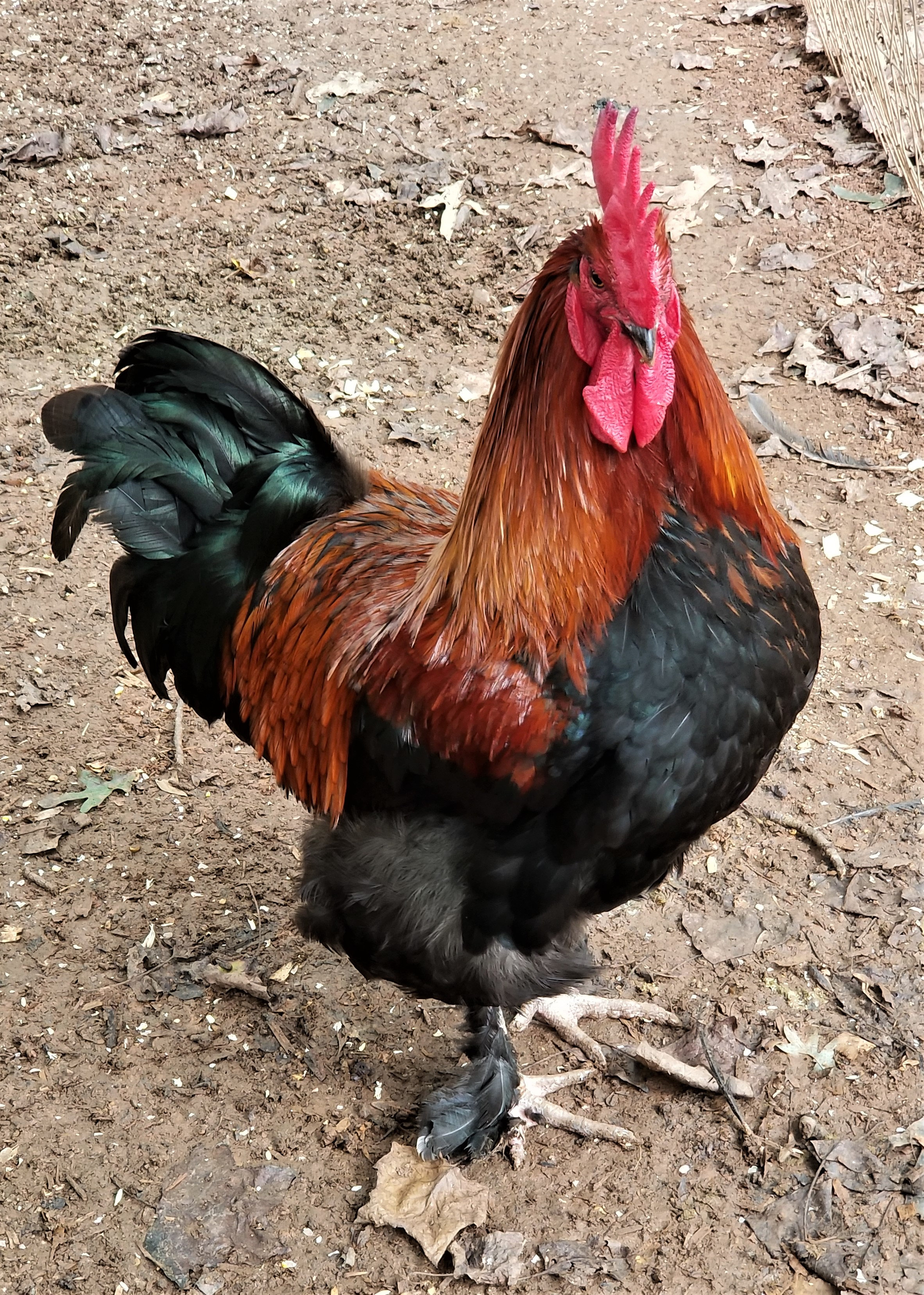 Black Copper Marans 9 eggwellfarm