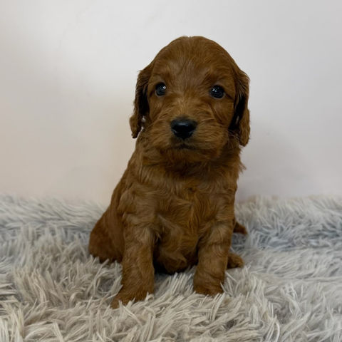 Amari (Cocker Spaniel)
