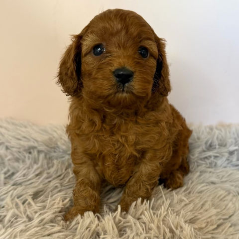Sophia (Cavalier)