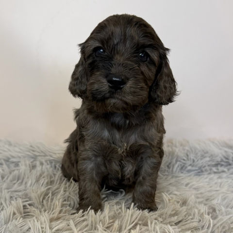 Amari (Cocker Spaniel)