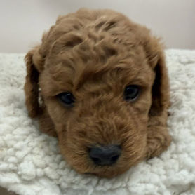 Brandi (Cavoodle)