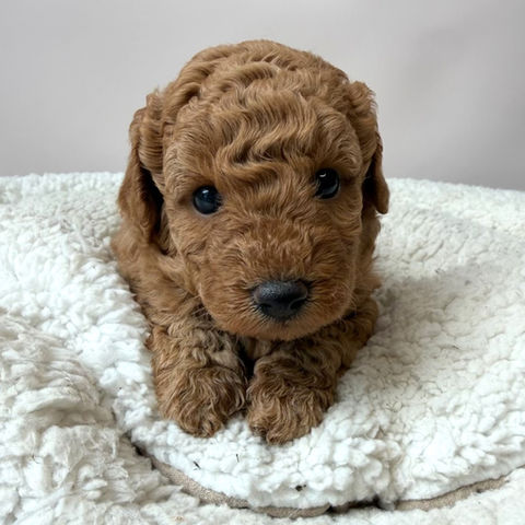 Cinnamon (Cavoodle)