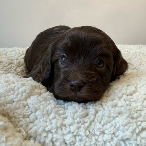 Poppy (Cavoodle)