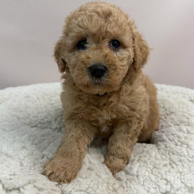 Coco (Cavoodle)