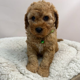 Coco (Cavoodle)