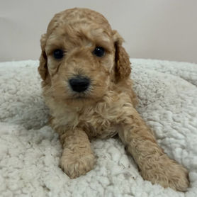 Brandi (Cavoodle)