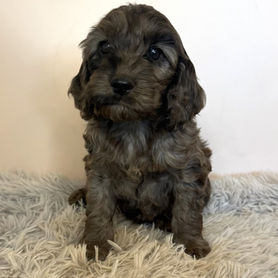 Amari (Cocker Spaniel)