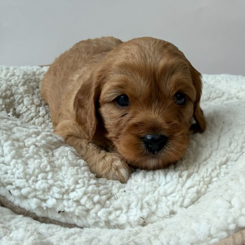 Honey ( Cavalier)