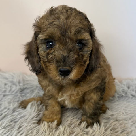 Hazel (Cavoodle)