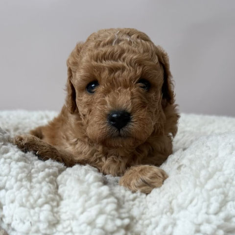 Cinnamon (Cavoodle)
