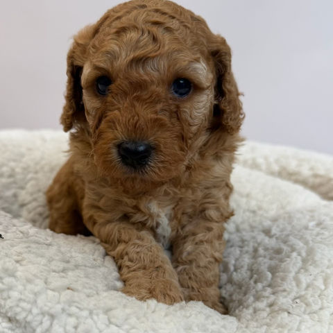 Coco (Cavoodle)