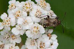 Stictopleurus punctatonervosus - Grijze glasvleugelwants