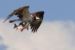 Pandion halaetus - Visarend