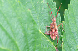 Leptoglossus occidentalis - Bladpootrandwants -nimf