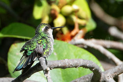 Chlorostilbon mellisugus - Blauwstaartsmaragdkolibrie -female