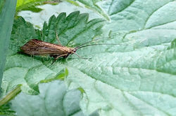 Ecclisopteryx dalecarlica - Schietmot 1