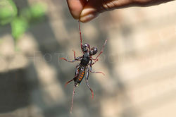 Vinegaroon - Zweep Scorpion