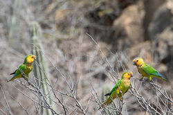 Aratinga pertinax - Maisparkieten