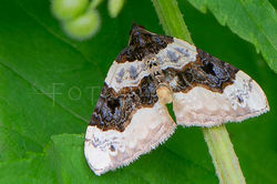 Cosmorhoe ocellata - Blauwbandspanner