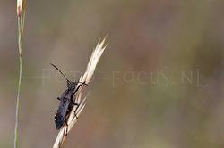 Alydus calcaratus  - mierkromsprietwants