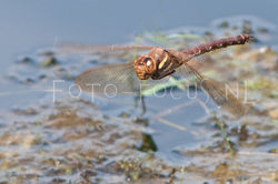 Aeshna grandis - Bruine glazenmaker- female