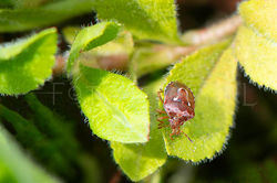 Stagonomus bipunctatus -Mannetjesereprijsschildwants2