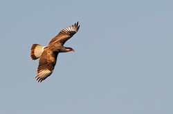 Caracara plancus - Zuidelijke Caracara