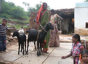 Kotnally, Tiere.JPG