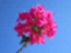 bougainvillea-1882104