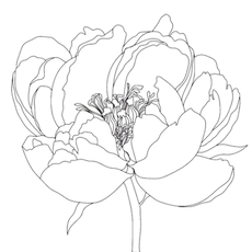 mamashanti peony_edited_edited.png