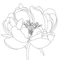 mamashanti peony_edited.png