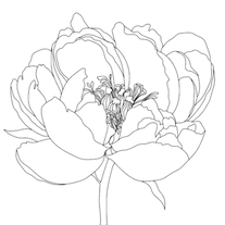 mamashanti peony_edited.png