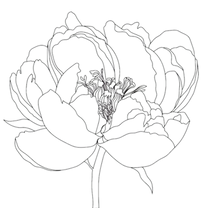 mamashanti peony_edited.png