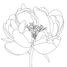 mamashanti peony_edited.png