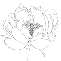 mamashanti peony_edited.png