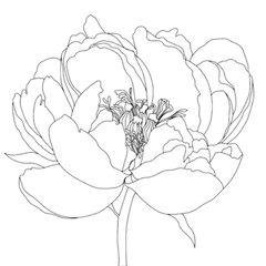 mamashanti peony_edited.png