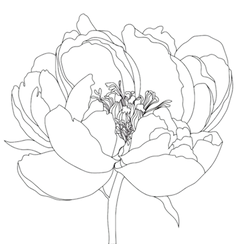mamashanti peony_edited.png