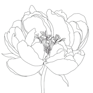 mamashanti peony_edited.png