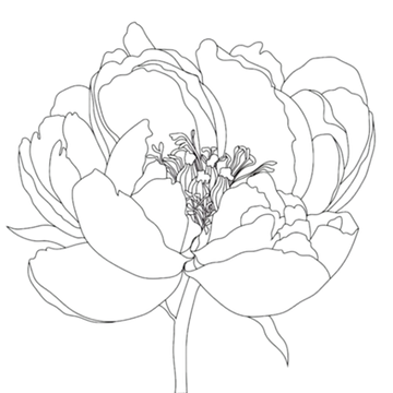 mamashanti peony_edited.png