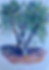 Thumbnail: Olivo (Olive tree)