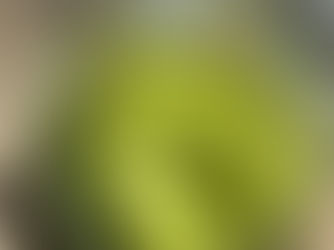 Roasted Poblano Green Sauce 