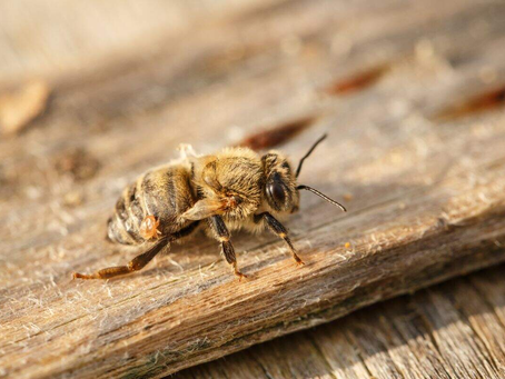 Protege Tío Nacho a más de un millón de abejas en favor del medio ambiente en América Latina