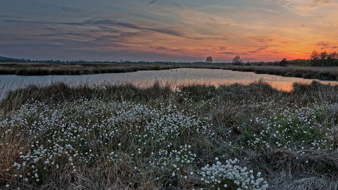 Newmarket Holidays helps North Pennines peatland restoration